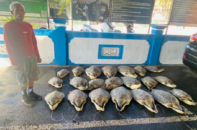 Ditpolairud Polda Bali Gagalkan Penyelundupan 21 Penyu Hijau Hidup, Dua Pelaku Buron